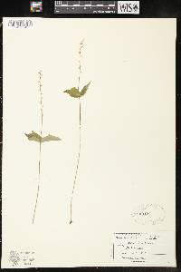 Mitella diphylla image