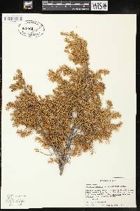 Juniperus communis var. depressa image