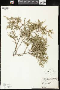 Juniperus virginiana var. virginiana image