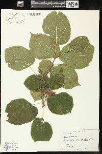 Tilia americana var. americana image