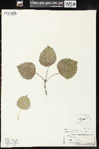 Populus grandidentata image