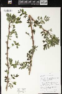 Zanthoxylum americanum image