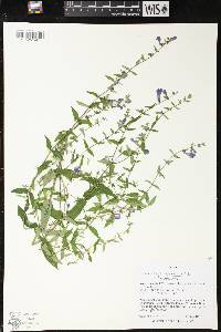 Scutellaria galericulata image