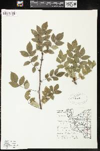 Zanthoxylum americanum image