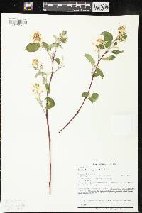 Amelanchier sanguinea image