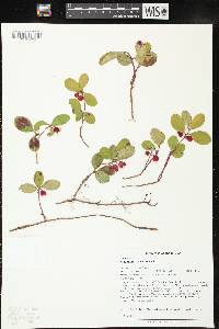 Gaultheria procumbens image