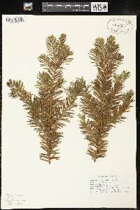 Taxus canadensis image