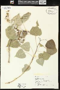 Populus deltoides subsp. monilifera image