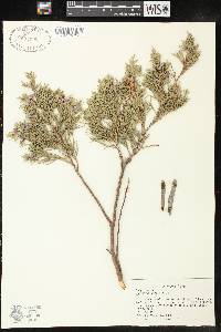 Juniperus virginiana var. virginiana image