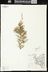 Juniperus virginiana var. virginiana image