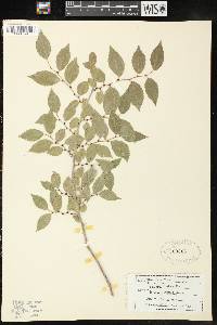 Ulmus pumila image