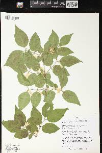 Lonicera maackii image