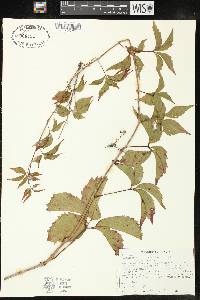 Parthenocissus inserta image