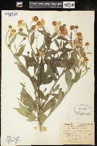 Helenium autumnale var. autumnale image