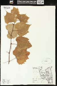 Vitis riparia image