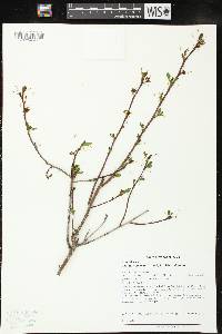 Ilex mucronata image