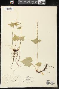 Mitella diphylla image