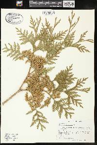 Thuja occidentalis image