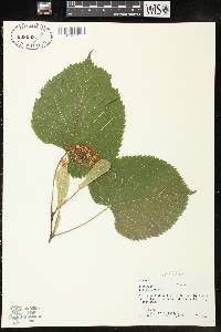 Tilia americana var. americana image