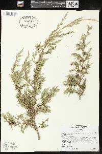 Juniperus virginiana var. virginiana image