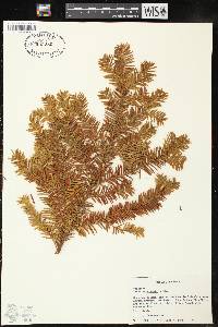 Taxus canadensis image