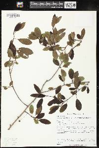 Ilex mucronata image