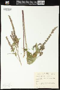 Teucrium canadense var. occidentale image