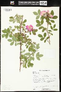 Rosa carolina subsp. carolina image