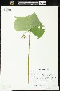 Trillium cernuum image