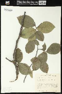 Ulmus thomasii image