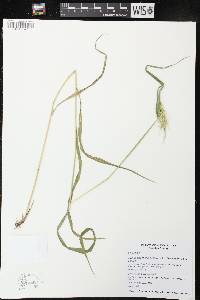 Elymus glabriflorus image