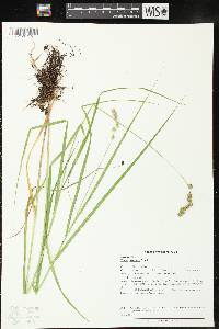 Carex projecta image