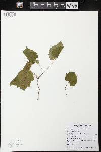 Vitis rupestris image