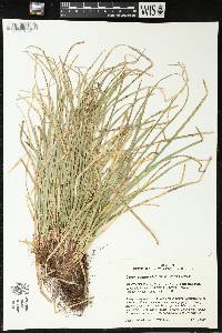 Carex pedunculata image