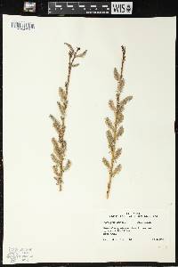 Salix petiolaris image