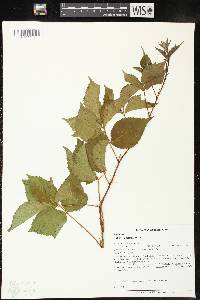 Rubus flagellaris image