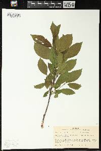 Rhamnus alnifolia image