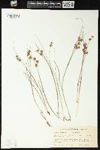 Juncus nodosus image