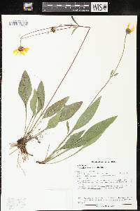 Helianthus occidentalis image