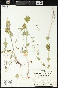 Alliaria petiolata image