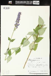 Agastache foeniculum image