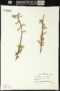 Salix petiolaris image