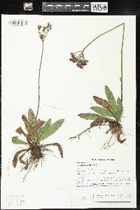 Hieracium aurantiacum image