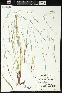 Carex woodii image