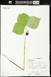 Trillium cernuum image