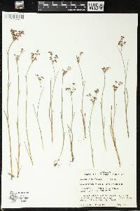 Juncus articulatus image