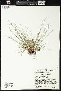 Carex umbellata image