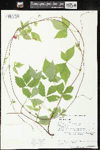 Rubus pubescens image