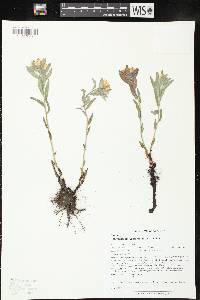 Lithospermum canescens image