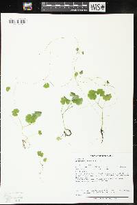 Hydrocotyle americana image